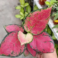 انواع آگلونما رنگی تخفیف به مناسبت روز مادر|گل و گیاه طبیعی|مشهد, کوی المهدی|دیوار