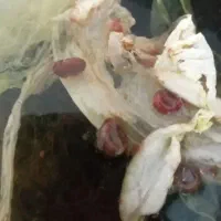 حلزون رد رامشور|خزنده|ورامین, ریحان آباد|دیوار