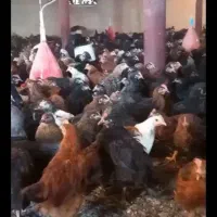 جوجه دانه ی 180