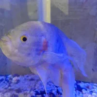 ماهی اسکار|ماهی|صومعهسرا, |دیوار