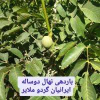 نهال گردو اصلاح شده|گل و گیاه طبیعی|نهاوند, |دیوار