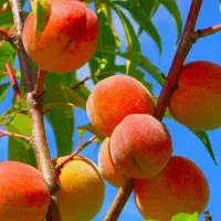 نهالستان پالیز دارای ارقام متنوع نهال دیرگل|خدمات باغبانی و درختکاری|صالح آباد, |دیوار