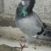 کبوتر