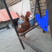 مرغ محلی تخم گذار