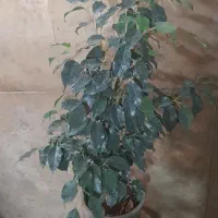 بنجامین سبز وابلق وامستل|گل و گیاه طبیعی|تهران, جمال‌زاده|دیوار
