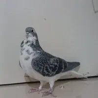 ابلغ.ساده.افشون.سادهکاکلی.سرور|پرنده|چناران, |دیوار