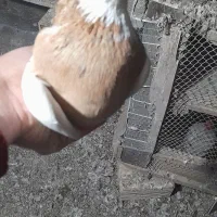 کبوتر|پرنده|صوفیان, |دیوار