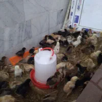 جوجه خانگی دو هفته ای
