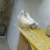 یه جفت کبوتر نروماده پرشی|پرنده|قم, امامزاده ابراهیم|دیوار