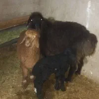 میشو بره نر پاشه یک عدد بره ماده لنگه سه قلو|حیوانات مزرعه|داراب, |دیوار