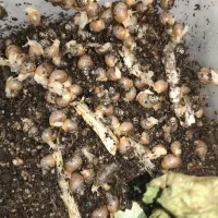 حلزون جوجه اچاتینا