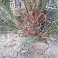 نخل|گل و گیاه طبیعی|بندر ماهشهر, |دیوار