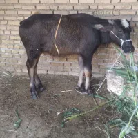 گوساله گاومیش نر چاق چاق