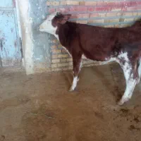 گوساله ماده سیمینتال و هلشتاین|حیوانات مزرعه|ایلام, |دیوار