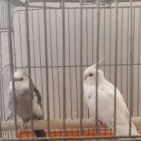 عروس هلندی مولد|پرنده|پاکدشت, پاکدشت (مامازند)|دیوار