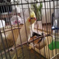 عروس هلندی نر|پرنده|تهران, قصر فیروزه ۲|دیوار