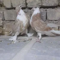 کبوتره دمگیر دوبحر ۳عدد فروشی|پرنده|برخوار, |دیوار