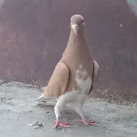 فروش|پرنده|کازرون, |دیوار