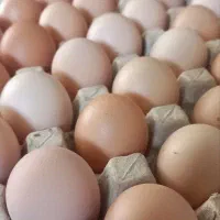 تخمه مرغ محلی روستا شارانی