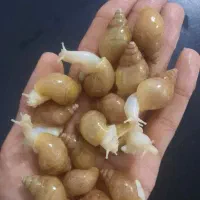 حلزون اچاتینا