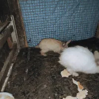 خرگوش سالم سرحال دونه 250|موش و خرگوش|نوشهر, |دیوار