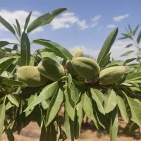 خرید بادام نقدو قیمت تجاری|خدمات باغبانی و درختکاری|اردل, |دیوار