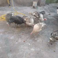 دو بوقلمون نر دونه 3200ماده 3تمن