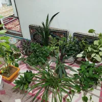 گل وگلدان|گل و گیاه طبیعی|بانه, |دیوار