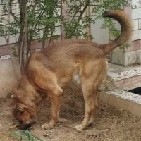 سراب اصیل|سگ|پاکدشت, پارچین|دیوار