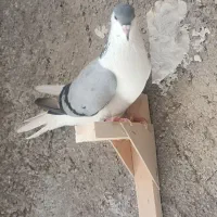 کبوترماده راست سبز