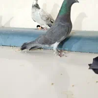 کفتر کبوتر|پرنده|مشهد, نیزه|دیوار