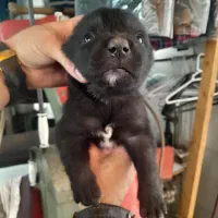 توله. سراب وخراسانی