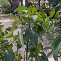 فروش نهال آووکادو ۲ تا ۵ ساله پیوندی زوتانو-بیکن