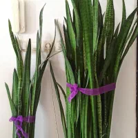 گل سانسوریا شمشیری سبز وابلق و پاکوتاه