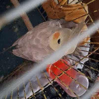 عروس هلندی ماده