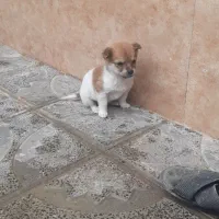 سگ پاپی|سگ|تربت جام, جامرود|دیوار