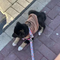 توله ژرمن ماده ۱۵ هفتگی|سگ|تبریز, |دیوار