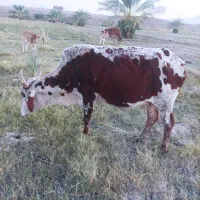 گاو ماده قیمت 85