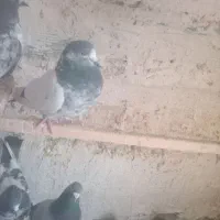 کبوتر|پرنده|ماکو, |دیوار