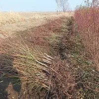 نهالستان دشت سبز|گل و گیاه طبیعی|تیران, |دیوار