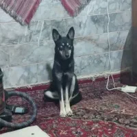 سگ هاسکی چشم یخی اصیل ماده|سگ|مشهد, مصلی (کارمندان اول)|دیوار