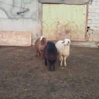 بر دوتا ماده یکی نر|حیوانات مزرعه|بیرانوند, |دیوار