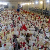 نیازمند کارگر آقا جهت کار در مرغداری