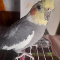 عروسی ‌هلندی