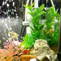 اکواریوم شرکتی|ماهی|سنندج, |دیوار