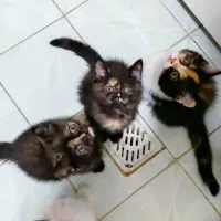 رستمی ۴۴|گربه|مشهد, محمدآباد|دیوار