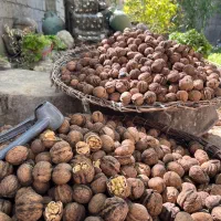 گردو ایرانی