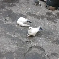 کفتر کبوتر بلژیکی