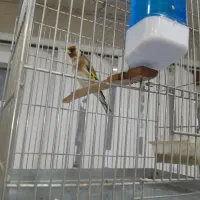 سهره تازه صاف شروع به خواندن