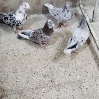 دو جفت نروماده سرورب شرط پرش|پرنده|سراب, |دیوار